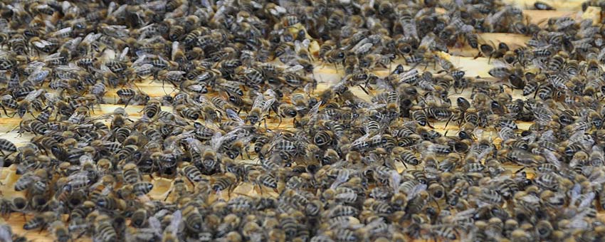 Das Bienenvolk von Imker Reiner Oswald aus Nierstein. Foto: Susanne Benz
