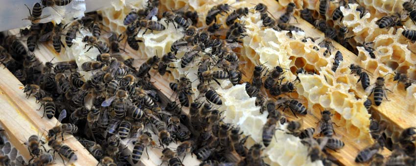Reiner Oswald, Imker aus Nierstein, bei der Honiggewinnung. Foto: Susanne Benz