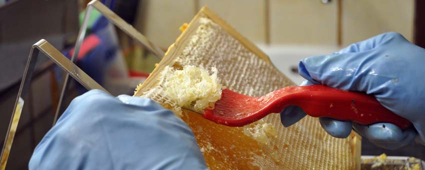 Reiner Oswald, Imker aus Nierstein, bei der Honiggewinnung. Foto: Susanne Benz